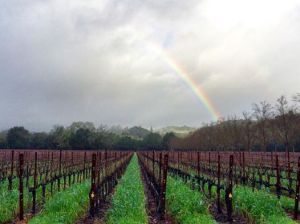 Napa Valley wines - St. Helena CA